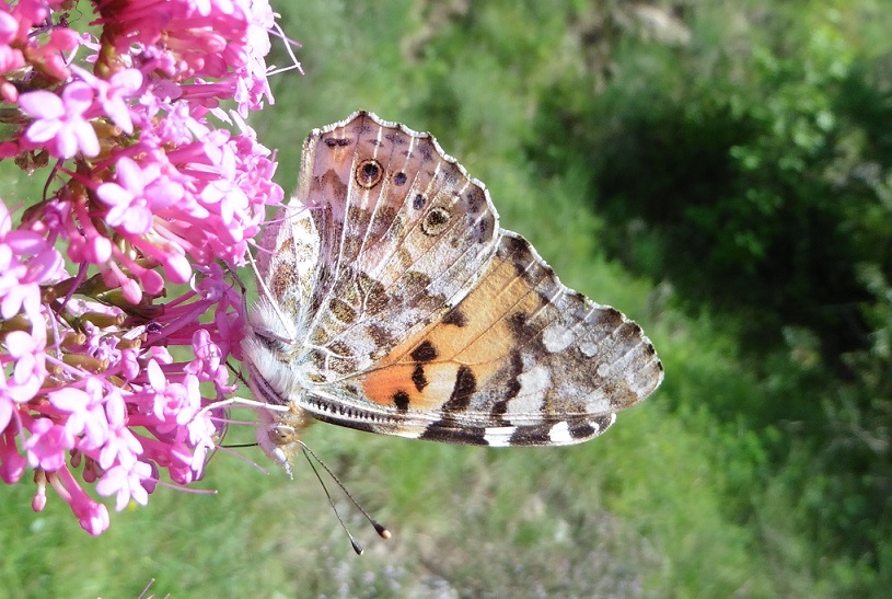 Ancora Vanessa cardui